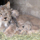 Illustration for article titled ZOMG MORE CANADIAN LYNX KITTENS!!!